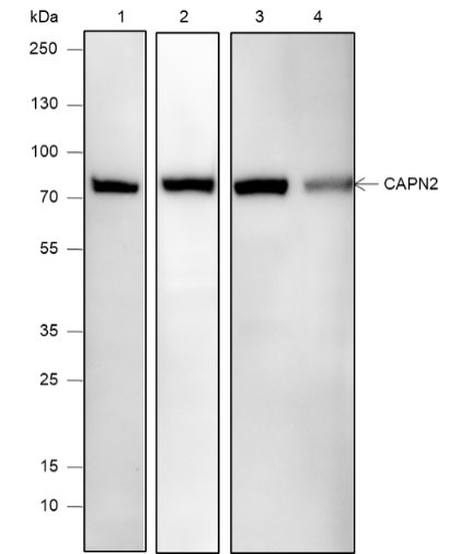Anti-Calpain 2 Mouse mAb