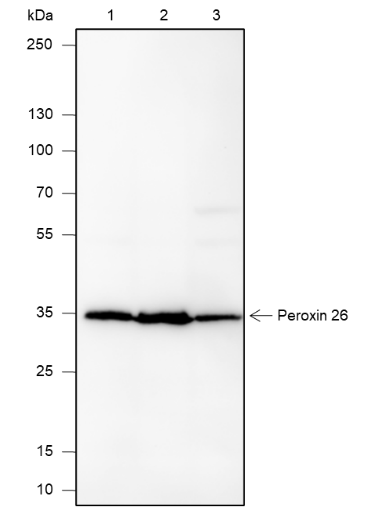 Anti-PEX26 Mouse mAb