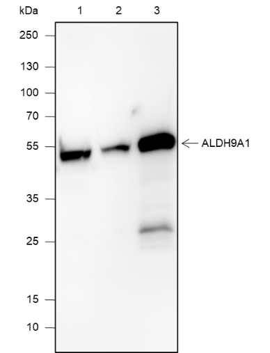 Anti-ALDH9A1 Mouse mAb