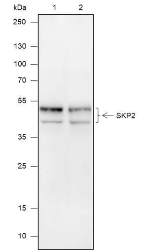 Anti-SKP2 Mouse mAb