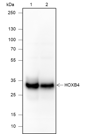 Anti-HOXB4 Rabbit mAb