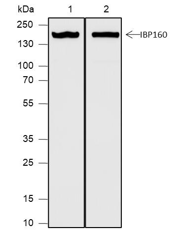 Anti-IBP160 Rabbit pAb