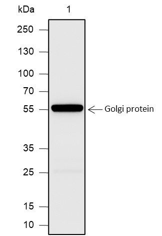 Anti-58K Golgi Protein Rabbit pAb