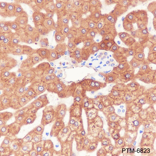Anti-58K Golgi Protein Rabbit pAb