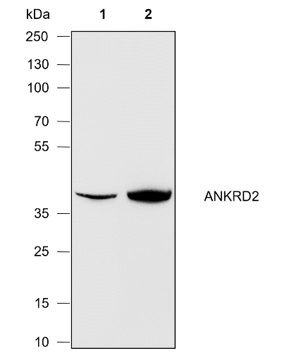 Anti-ANKRD2 Rabbit pAb