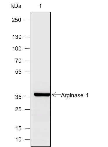 Anti-Arginase-1 Rabbit pAb