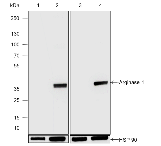 Anti-Arginase-1 Rabbit pAb