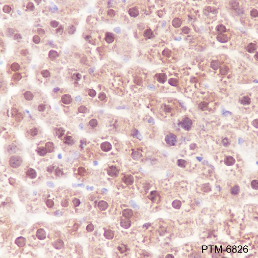 Anti-Arginase-1 Rabbit pAb