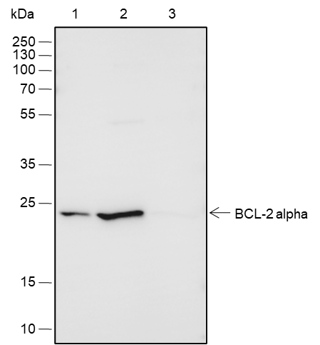 Anti-Bcl-2 Rabbit mAb