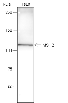 Anti-MSH2 Rabbit mAb