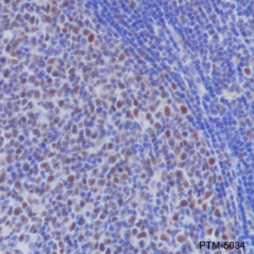 Anti-MSH2 Rabbit mAb