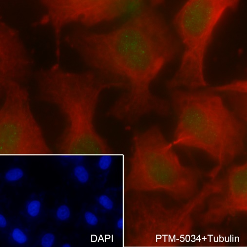 Anti-MSH2 Rabbit mAb