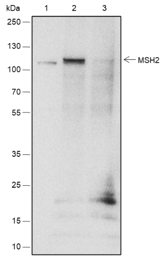 Anti-MSH2 Rabbit mAb