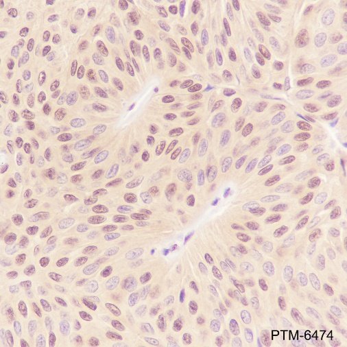 Anti-RBX1 Rabbit mAb