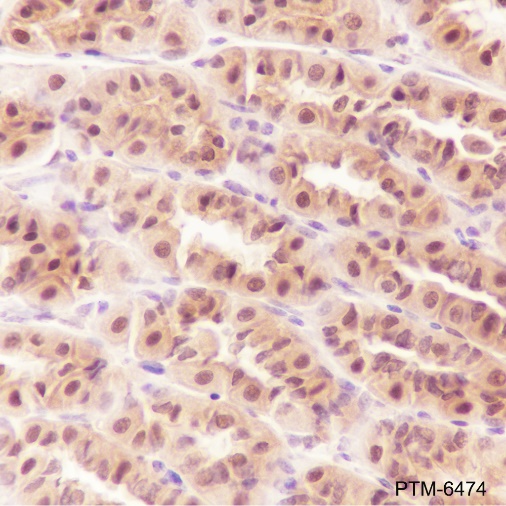 Anti-RBX1 Rabbit mAb