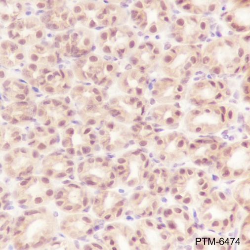 Anti-RBX1 Rabbit mAb