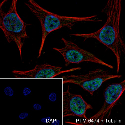 Anti-RBX1 Rabbit mAb