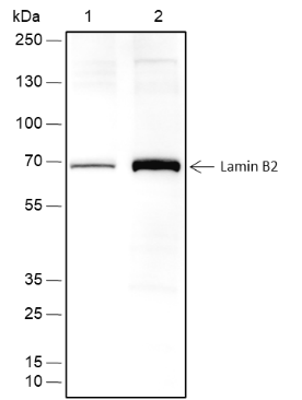 Anti-Lamin B2 Rabbit mAb