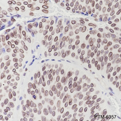 Anti-Lamin B2 Rabbit mAb