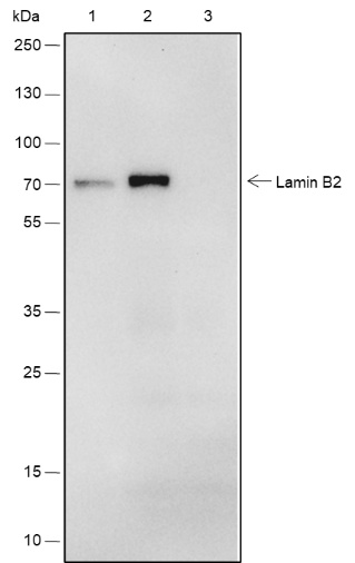 Anti-Lamin B2 Rabbit mAb