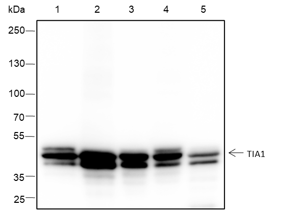 Anti-TIA1 Rabbit mAb