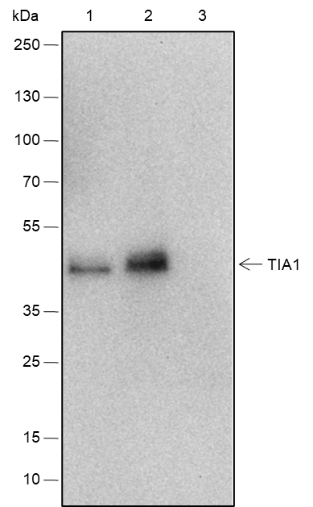 Anti-TIA1 Rabbit mAb