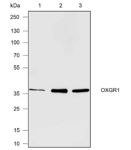 Anti-OXGR1/GPR99 Rabbit mAb