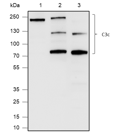 Anti-Complement C3 Rabbit pAb