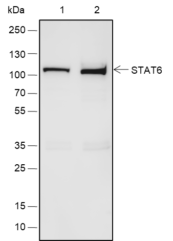 Anti-STAT6 Rabbit pAb