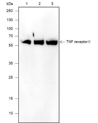 Anti-TNF Receptor II Rabbit mAb