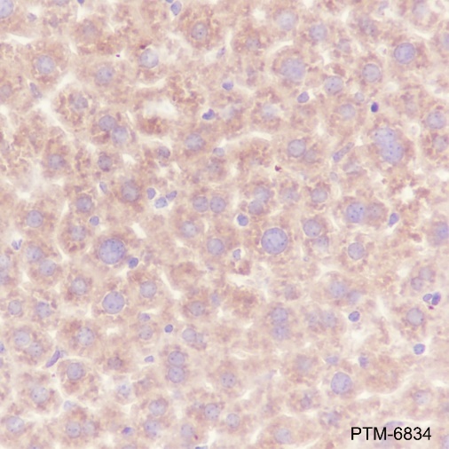 Anti-TNF Receptor II Rabbit mAb