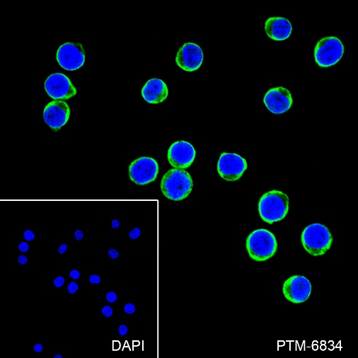 Anti-TNF Receptor II Rabbit mAb