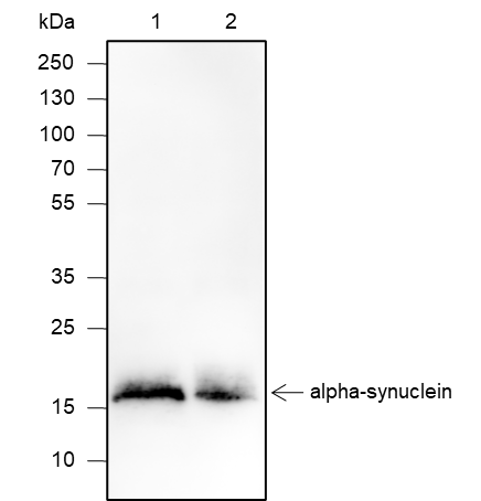 Anti-alpha-Synuclein Rabbit mAb