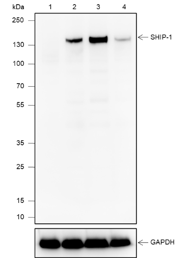 Anti-SHIP-1 Rabbit mAb