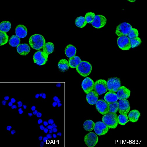 Anti-SHIP-1 Rabbit mAb