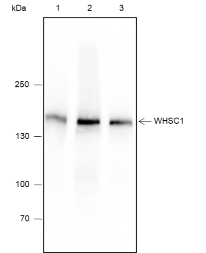 Anti-WHSC1 Rabbit mAb