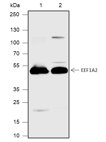 Anti-eEF1A2 Rabbit pAb