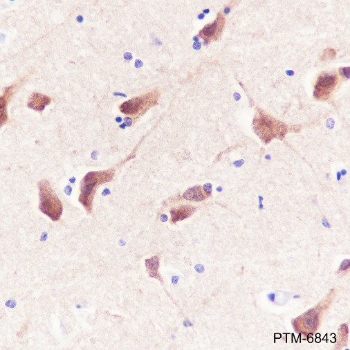 Anti-eEF1A2 Rabbit pAb