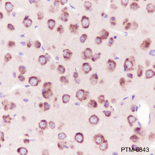 Anti-eEF1A2 Rabbit pAb