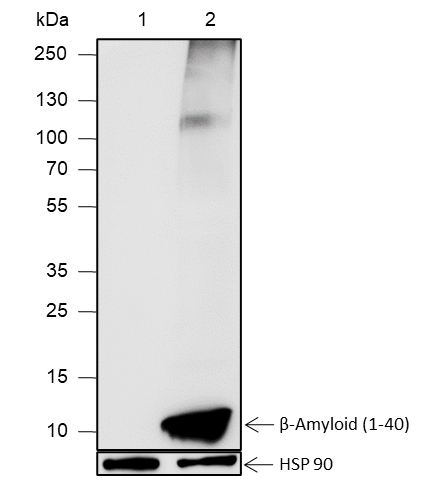Anti-beta-Amyloid (1-40) Rabbit pAb