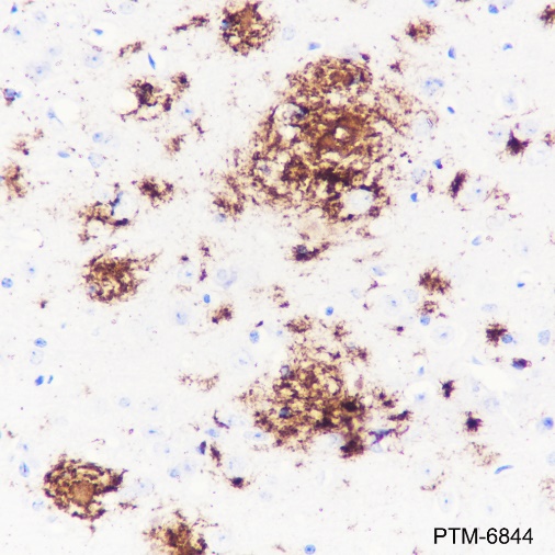 Anti-beta-Amyloid (1-40) Rabbit pAb