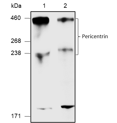 Anti-Pericentrin Rabbit pAb