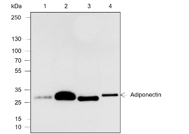 Anti-Adiponectin Rabbit mAb