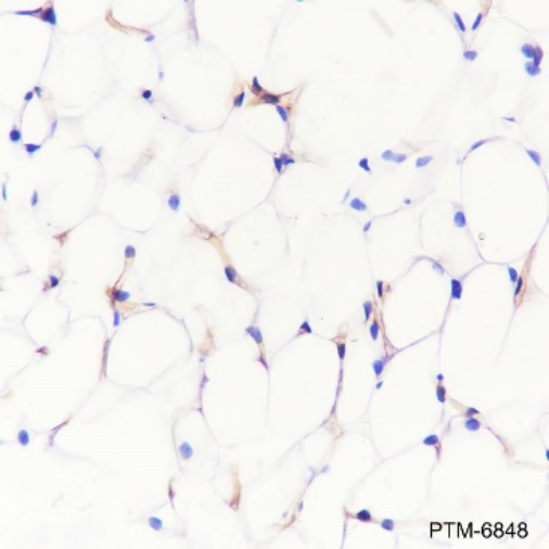 Anti-Adiponectin Rabbit mAb