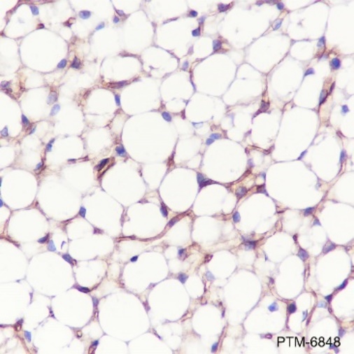 Anti-Adiponectin Rabbit mAb