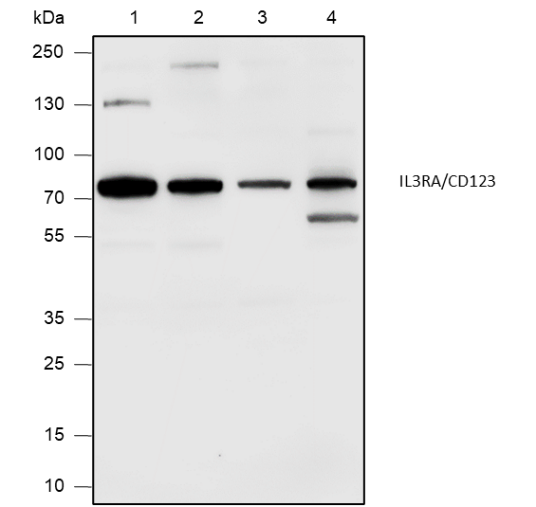 Anti-IL3RA/CD123 Rabbit pAb