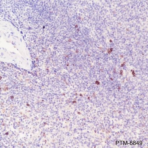 Anti-IL3RA/CD123 Rabbit pAb