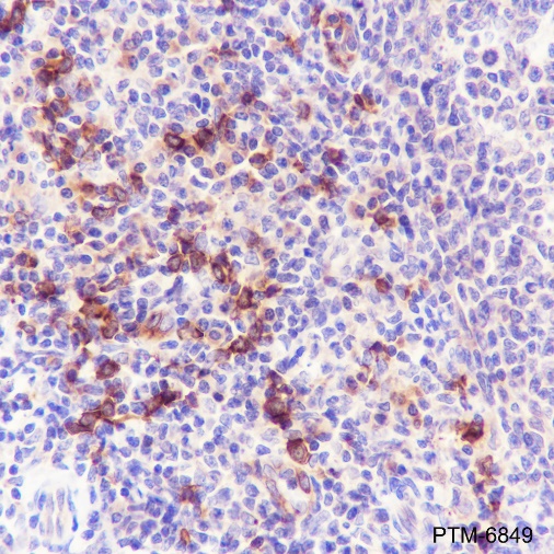 Anti-IL3RA/CD123 Rabbit pAb