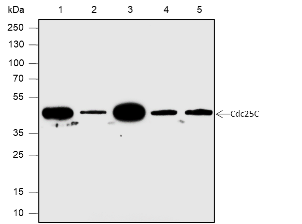 Anti-Cdc25C Rabbit mAb