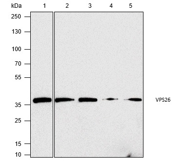 Anti-VPS26 Rabbit pAb